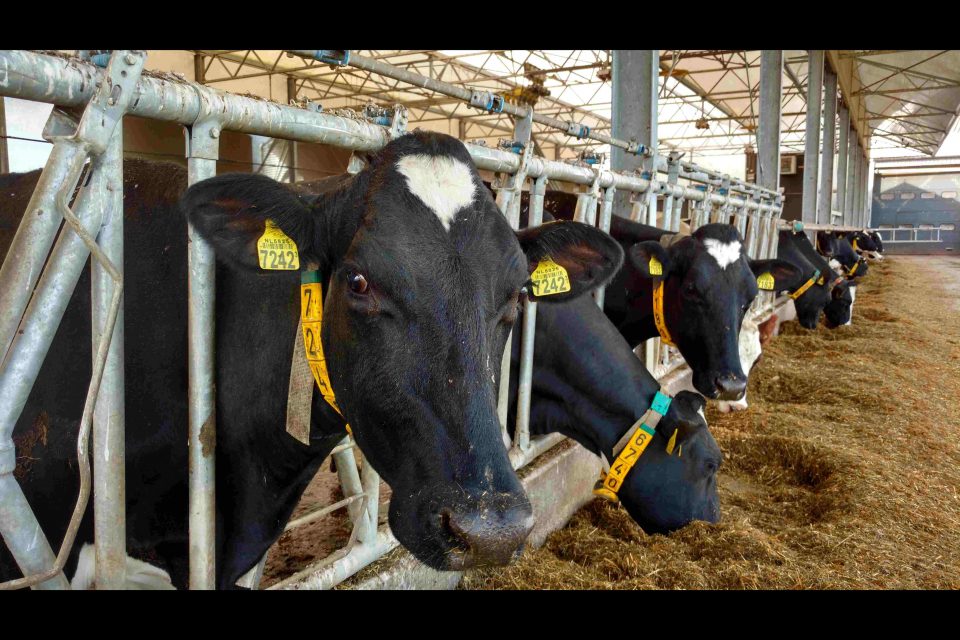 Farmhack Smart Dairy Farming